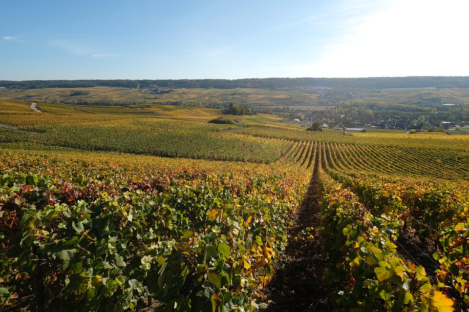 Champagne Wine Region France