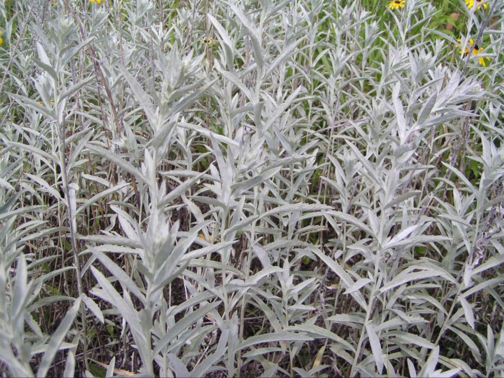 ancient mexican flu remedies