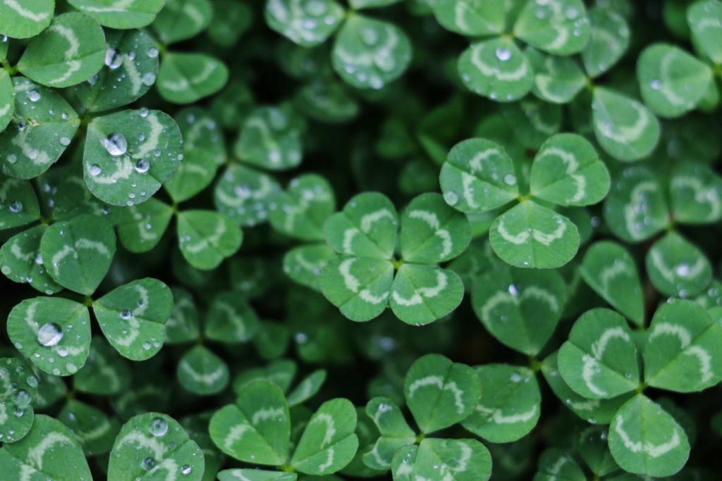 History of the Shamrock Symbols of St. Patrick’s Day