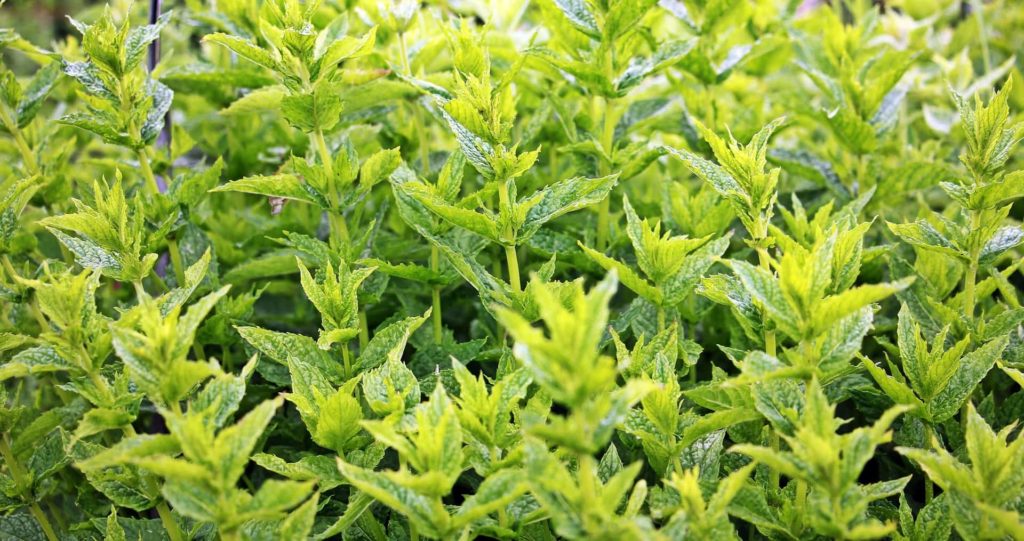 mexican cold cure mint tea