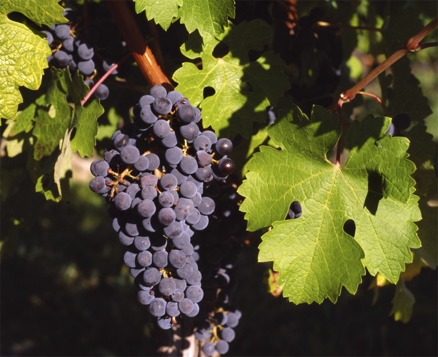 Bordeaux Wine Region France