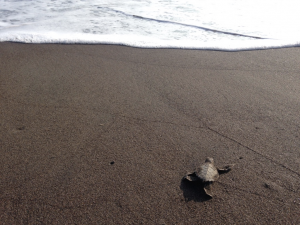 Sea Turtle Conservancy in Torugero, Costa Rico Gap Year Programs - Sea Turtle Conservancy in Torugero, Costa Rico